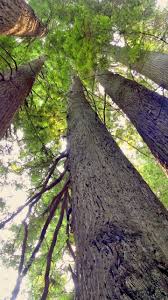 We did not find results for: Redwood Trees Wallpaper Iphone Android Desktop Backgrounds