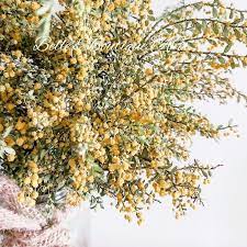 Dried Wattle Flowers Australian Native Flora Yellow Preserved Acacia Australiana Decor Natural Florist Craft Supplies Bunch Stems Bouquet Nature Decor Rustic Woodland Wedding Decor Woodland Wedding Decorations