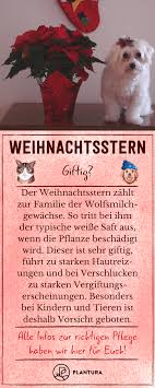 Weihnachtsstern Tipps Zum Pflanzen Pflegen Plantura In 2020 Pflanzen Giftige Pflanzen Weihnachtsstern