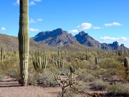 Ao 46v brittlebush, puerto blanco mt., organ pipe cactus nm, az.jpg | edgar callaert rancher's fireweed, organ pipe cactus national monument, arizona photographic print. Organ Pipe Cactus National Monument Az Yeartripper