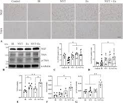 Image result for Erythrococca ulugurensis