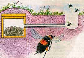 Chickadees prefer and often collect moss their. Bumble Bee Nest Bee House Bumble Bee Nest Bee Keeping