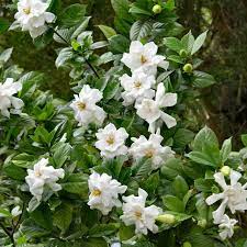 With so many different colors (from reds to purples to pinks, whites, and even bicolor blooms) to choose from you are sure to find just what you are looking for in a. Encore Azalea Shrubs At Lowes Com