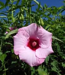 Each flower has a prominent and showy central staminal column. Lady Baltimore Perennial Hibiscus Hardy Hibiscus Perennials All Almost Eden