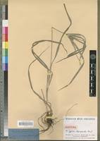 Image result for Cyperus fischerianus