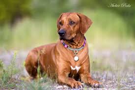 Image result for rhodéský ridgeback