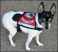 National Service Animal Registry Service Animal Emotional Support Dog Service Dogs