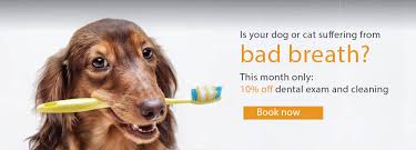 Learn more about pet teeth we're here for love, health, and pet dental care. Pet Dental Check And Cleaning Promotion Ark Veterinary Hospital
