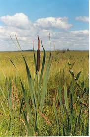 Image result for Typha