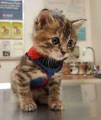 Tube Sock Sweater Kitten Pipes Rescued From Hurricane Matthew New Instagram People Com