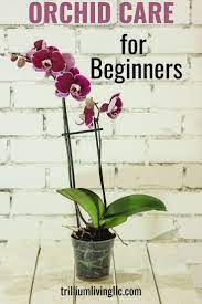 Orchid Care Tips Confidently Add These To Your Home S Decor Trillium Living Orchid Care Orchid Plants Orchids