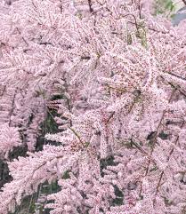 Image result for tamarix ramosissima pink cascade