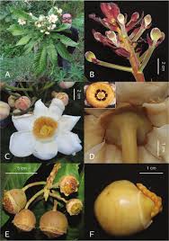 Image result for Lecythidaceae