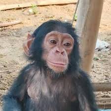 RDC: l'exploitation minière envahit la Réserve de Faune à Okapi, indique le  COrPPN