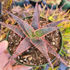 Image result for Aloe carnea