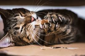The unique combination of ingredients have been proven to reduce plaque by over 70% in independent studies. Supporting Oral Health Dental Care For Cats Mud Bay