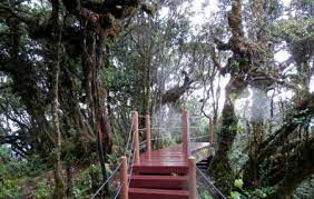 The mossy forest in cameron highland is one of the most popular attractions there. Mossy Forest Cameron Highlands Ticket Price Timings Address Triphobo