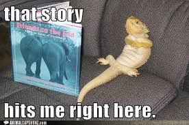 Am i panda animal captions funny pictures quotes memes funny. 20 Hilariously Funny Animal Pictures With Captions Must Watch