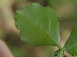 Image result for Cissus faucicola