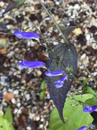 Image result for Isodon ramosissimus