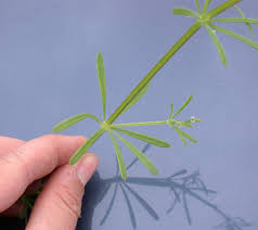 Image result for Galium stenophyllum