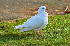鸽子鸟白鸽- Pixabay上的免费照片- Pixabay