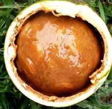 Image result for Uapaca sansibarica