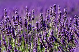 How much should i water my lavender plants? How To Revive A Lavender Plant