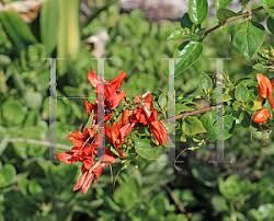 Image result for Ruttya fruticosa