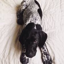 Black And White Pointer Dog German Shorthaired Pointer Smart Friendly Pointer Puppies Pointer Dog German Shorthaired Pointer