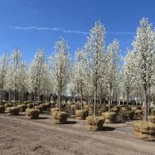 Our local, family owned garden center offers the largest variety of trees, shrubs, nursery and landscaping materials in. Wilson Nurseries And Landscape Supply 13 Photos Nurseries Gardening 1555 N Us Hwy 12 Volo Il Phone Number Yelp
