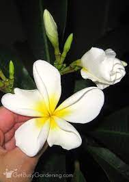 Plumeria Plant Care Guide How To Grow Plumeria Plants Plant Care Plumeria Care Plants