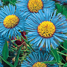 We did not find results for: Pin On Beautiful Flowers