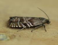 Image result for Cydia strobilella