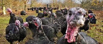 However there were throughout the 1800s, breeders standardized the bronze, and occasional crosses were made back to the wild turkey. Why You Ll Want A Bronze Turkey Macleans Ca