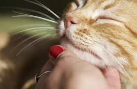 Animals tend to accept the pain or illness as the new normal and move on. 11 Ways To Help Your Cat Live Longer Myawesomecat Com