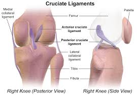 Knee Anatomy Of The Knee Aoa Orthopedic Specialists