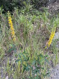 Image result for Crotalaria trichotoma