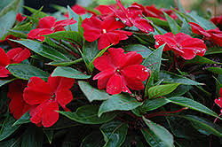 Image result for Impatiens zombensis