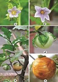Image result for Solanum macrocarpon