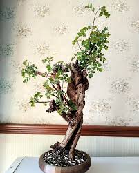 Image result for Phyllanthus tenellus