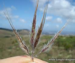 Image result for Eriochrysis pallida