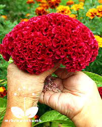 How To Save Cockscomb Flower Seeds Coxcomb Flowers Celosia Flower Plant Seedlings