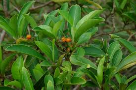 Image result for Psychotria vogeliana