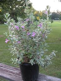 Leucophyllum Frutescens Texas Sage Silverado Purple Blooms Evergreen Hardy Plants Xeriscape Sage Plant
