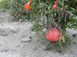 Image result for Punica