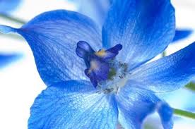 Birth Month Flower Grow Kit Australia Birthday Month Flower And Birthday Flowers Month Flowers Birthday Month Flowers Larkspur Flower