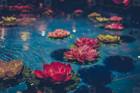 Maybe you would like to learn more about one of these? Photos Floating Flowers 47805 Youworkforthem