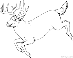 Free deer clipart 1523 free printable deer coloring pages for kids jumping deer coloring pages. Running Realistic Whitetail Coloring Page Coloringall