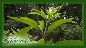 Very Good Info Medicinal Herbs Lisa S Greenhouse Gardens Volunteer Gardener Greenhouse Gardening Medicinal Herbs Healing Plants